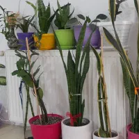 فروش گلهای اپارتمانی سرحال  یکجا باهم.