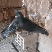 کبوتر