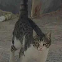 گربه ماده گمشده قم،بوستان الغدیر،بلوارغدیر،پردیسان|حیوانات|قم, پردیسان|دیوار