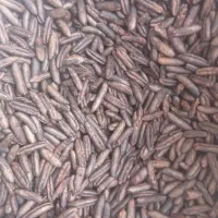 خرما و مشتقات آن|خوردنی و آشامیدنی|شیراز, فرهنگ شهر|دیوار