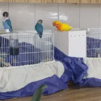 طوطی کوتوله برزیلی فیشر طلایی و آبی ویلوت ( ماسکت)