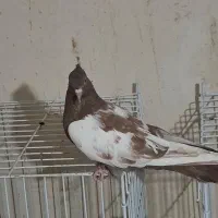 سینه سرخ ماده|پرنده|خورموج, |دیوار