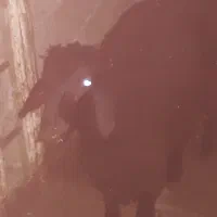 نر بره افشار چاق