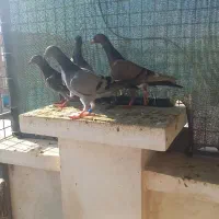 سبز مسافتی خارجی