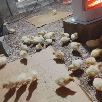 جوجه بوقلمون بیوتی ۶ اصل|حیوانات مزرعه|گنبد کاووس, |دیوار