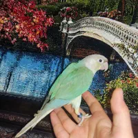 طوطی گرینچیک پاین اپل فیروزه ای و آناناسی فوق دستی|پرنده|اصفهان, خانه اصفهان|دیوار