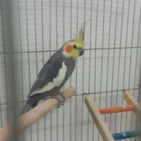 عروس هلندی|پرنده|اردکان, |دیوار