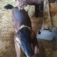 بزغاله پاکستانی|حیوانات مزرعه|ساری, |دیوار