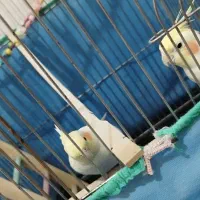 عروس هلندی نر و ماده