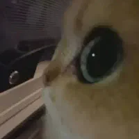 سرپرستی بچه گربه