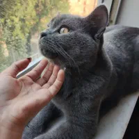 گربه|گربه|خرمشهر, |دیوار