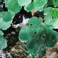 نهال انجیر و گل کاغذی