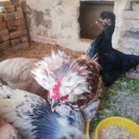 مرغ و خروس های جوان و کاکلی|حیوانات مزرعه|قزوین, |دیوار