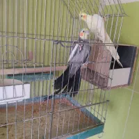 عروس هلندی بالغ کار داده|پرنده|محلات, |دیوار