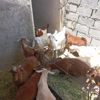 کهره نروماده زرند