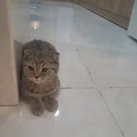 گربه