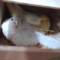 ۱جفت عروس هلندی فول اهلی ۷ تخمه