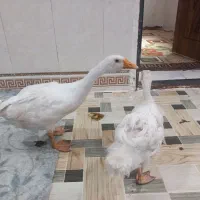 یک جفت غاز سر حال