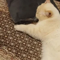 واگذاری اگزوتیک و بریتیش نر|گربه|پردیس, فاز ۳|دیوار