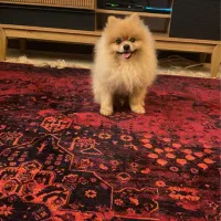 توله پامرانین