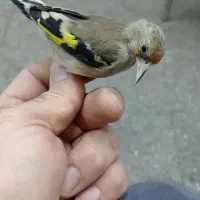 سهره دورگ رسمی