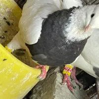 طوقی نر معاوضه با ماده طوقی