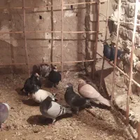 کبوتر نر|پرنده|زابل, |دیوار