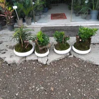 انواع گل های آپارتمانی و گلخانه ای|گل و گیاه طبیعی|لاهیجان, بازکیاگوراب|دیوار