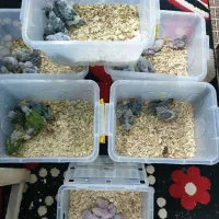 سالن تکثیر گرینچیک (جوجه سرلاکی و جفت جوانه)|پرنده|مشهد, رضاشهر|دیوار