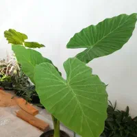 گل بابا آدم و سوزنی|گل و گیاه طبیعی|رشت, امین الضرب|دیوار