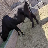 دو گوساله نر پای پروار