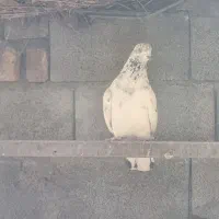 کبوتر پرشی|پرنده|طالقان, |دیوار