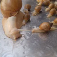 حلزون عمده