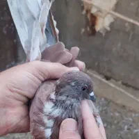 کفتر هوایی ناجلد|پرنده|قم, نخودی|دیوار