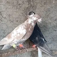 کبوتر صید در چناران|پرنده|مشهد, امیریه|دیوار