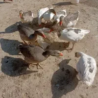 غاز|حیوانات مزرعه|بروجرد, |دیوار