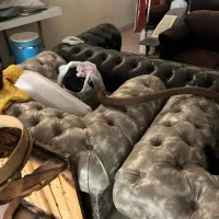 مبل چستر درحد نونو