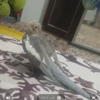 یه عروس هلندی گمشده