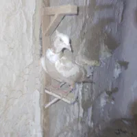 فروش فوری ماله حریف