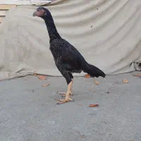 جوجه مرغ میکس اوشامو وافغان