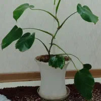 گل برگ انجیری زیبا