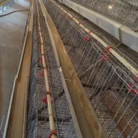 قفس مرغ تخمگذار|لوازم جانبی حیوانات|قم, جمکران|دیوار