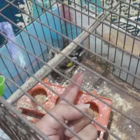 سهره دهبکری|پرنده|جیرفت, |دیوار