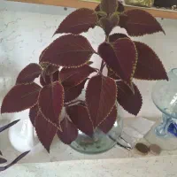 گل طبیعی|گل و گیاه طبیعی|شهرکرد, |دیوار