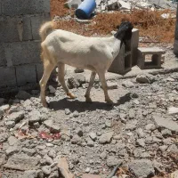 گیسه تالی اصیل