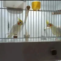 عروس هلندی رام نیمه رام مولد