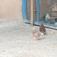 نر و ماده عالی همه چی تموم