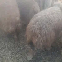 ۲۰ میش ۲۰ بز همه ابستن میشها بردسیر|حیوانات مزرعه|بردسیر, |دیوار