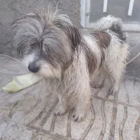 سگ‌شیتزو|سگ|مشهد, کلاته برفی|دیوار