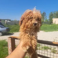 سگ توی پودل اصیل|سگ|تالش, تالش|دیوار